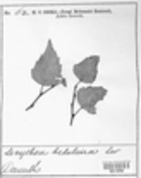 Lecythea betulina image